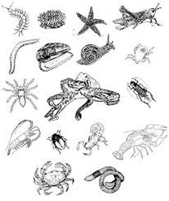 Invertebrates - Animal Kingdom Phylum and Classes