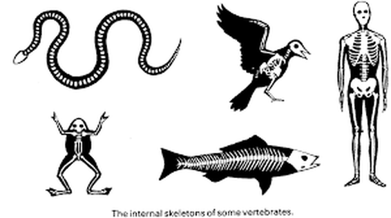 Vertebrates - Animal Kingdom Phylum and Classes